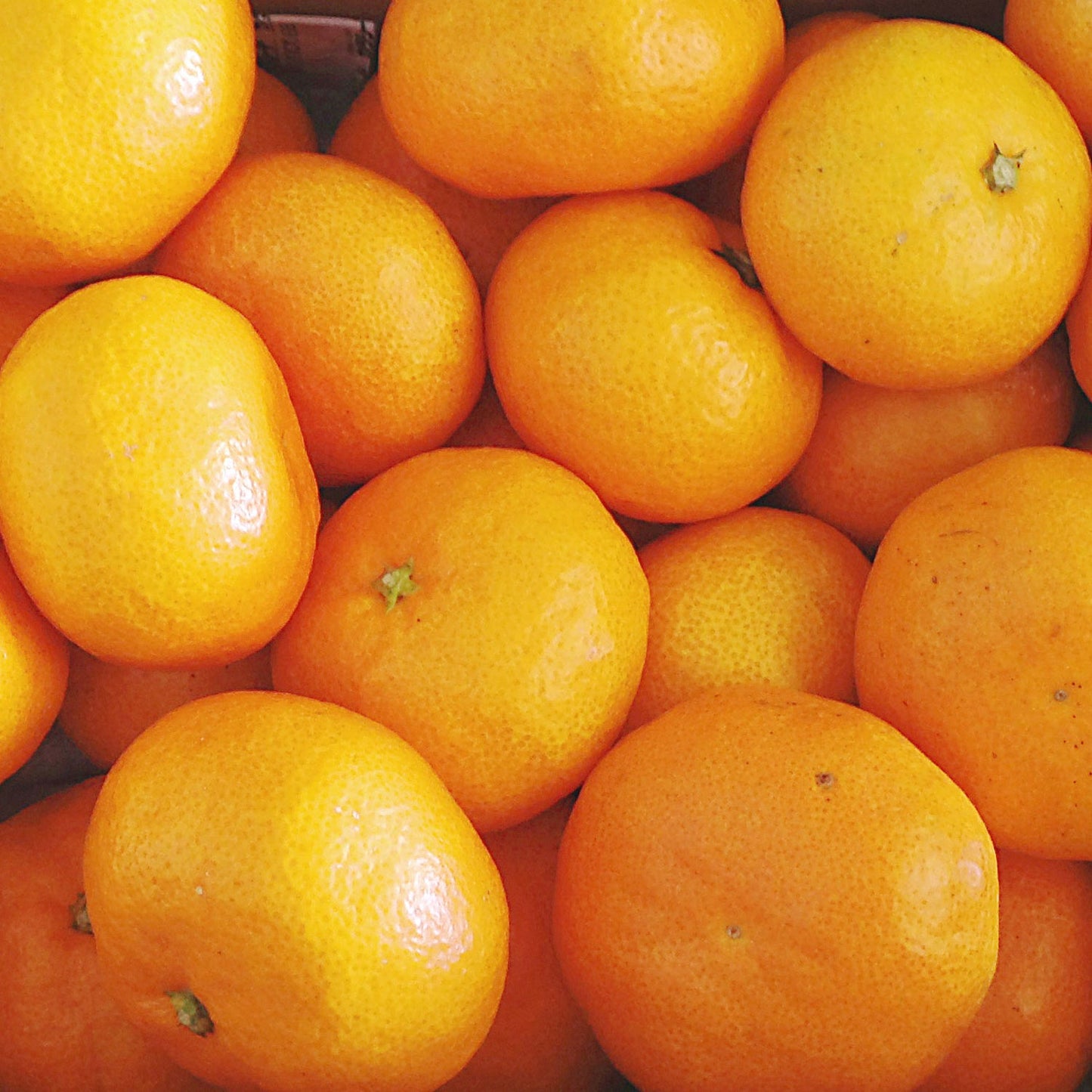 伯爵蜜柑(宮川早生)