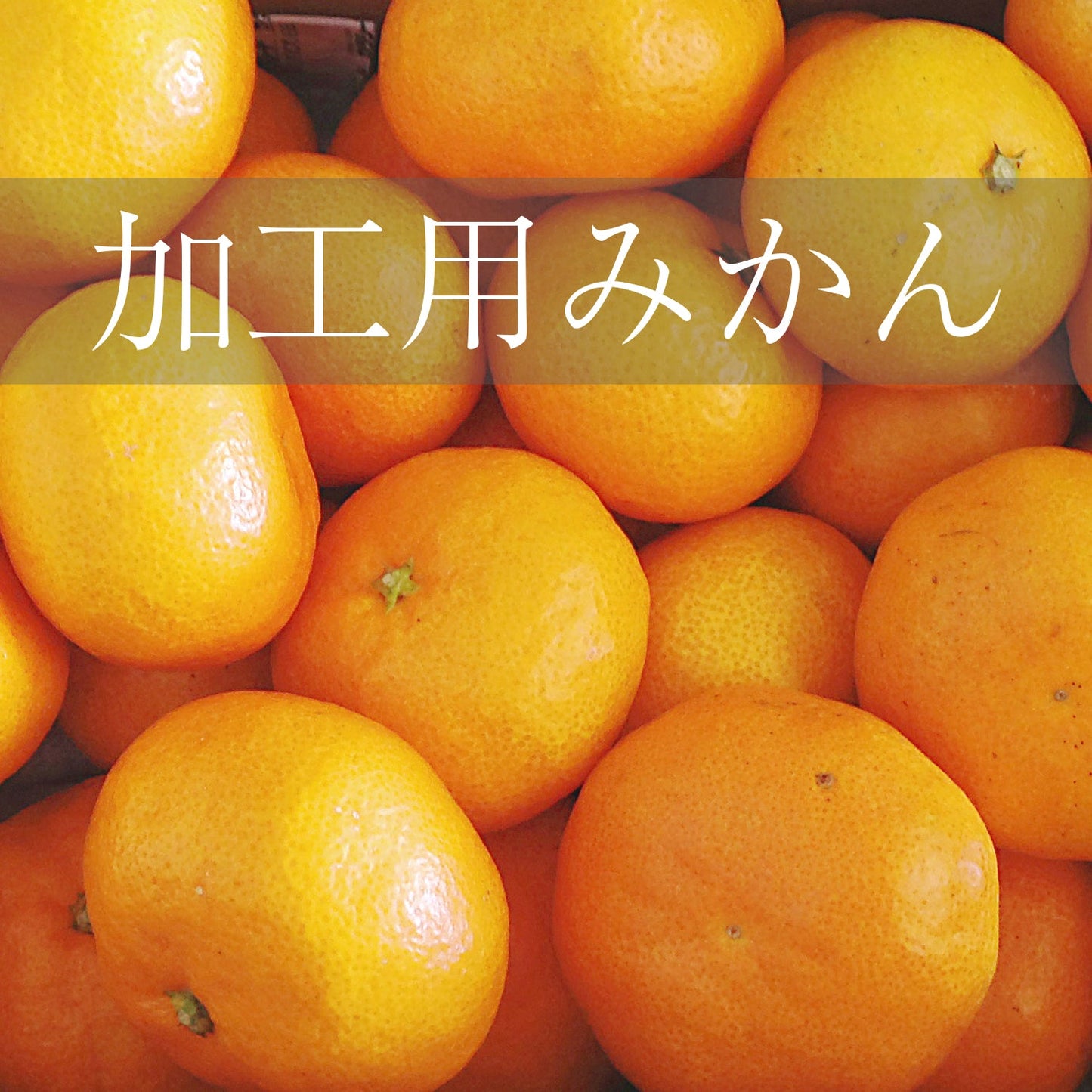 宮川早生(加工用蜜柑)3kg
